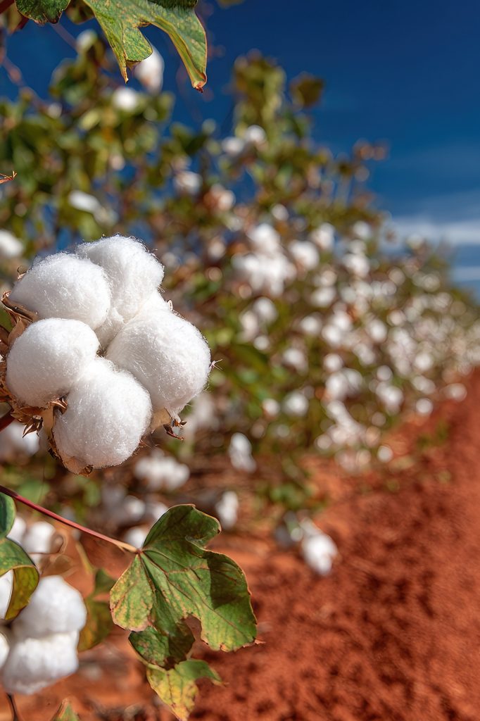 Cotton Resized